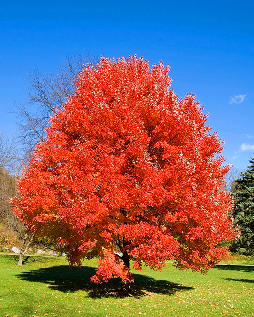 加拿大最重要的一种槭树北美糖槭